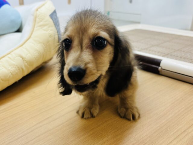 カニンヘンダックス