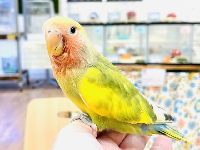 コザクラインコ（小桜インコ）