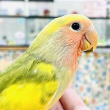 【最新画像】愛嬌たっぷり💛カラフルなコザクラインコちゃん（タイガーチェリー）ヒナ