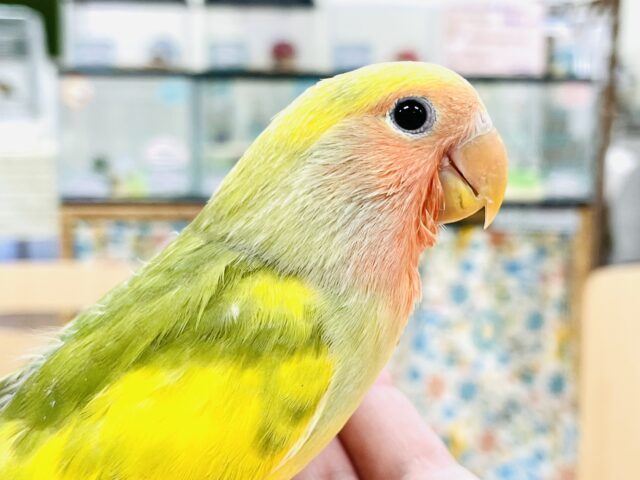ちぃこ Amazon.co.jp: Carl Dick セキセイインコの緑と黄色、5インチ