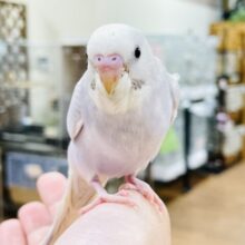 【最新画像】ふんわり ゆめかわ🩷🩵セキセイインコ（ライラック）ヒナ