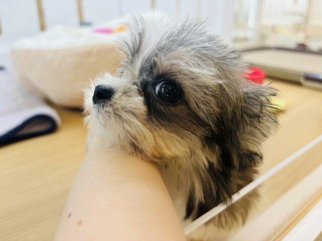 チワマル（マルチワ）