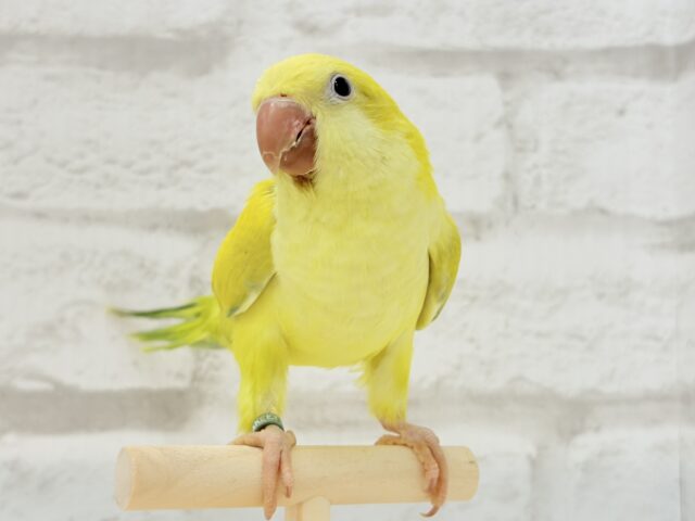 オキナインコ