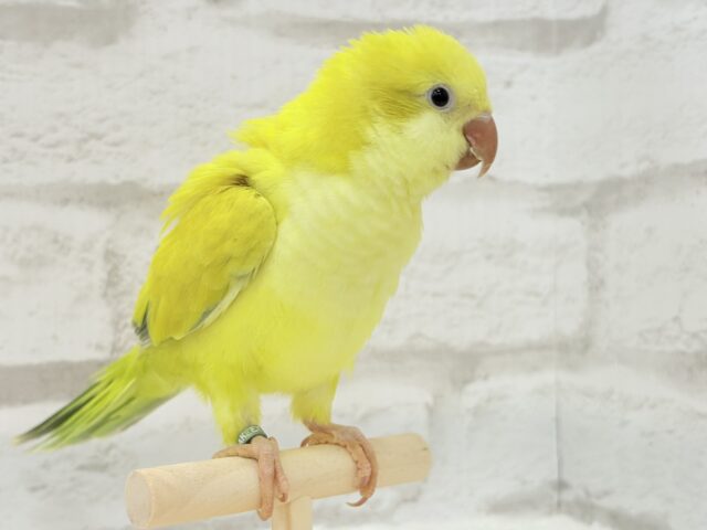 オキナインコ