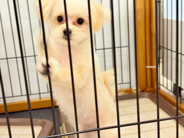 ポメプー