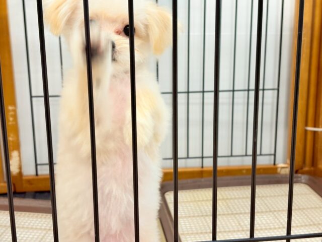 ポメプー
