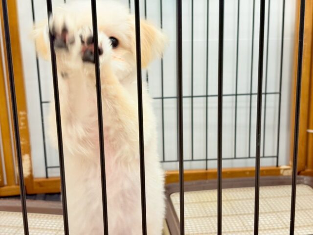 ポメプー