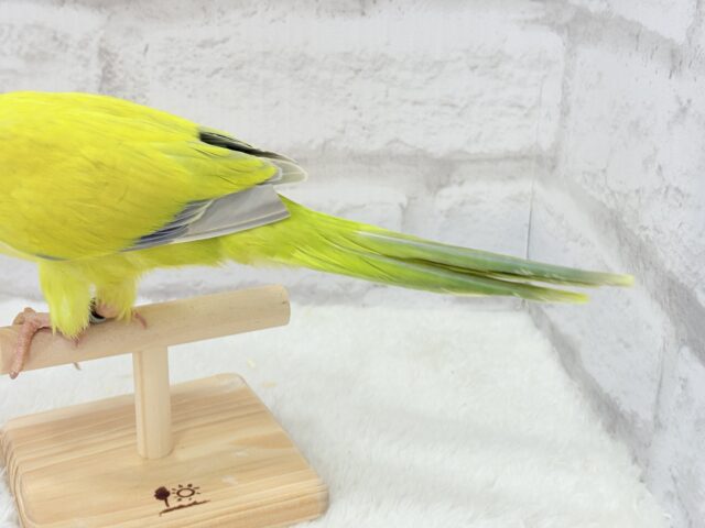 オキナインコ