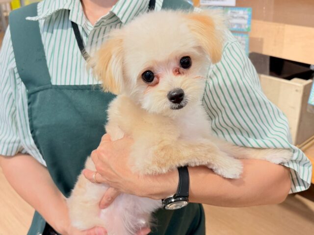 ポメプー