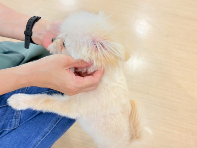 ポメプー