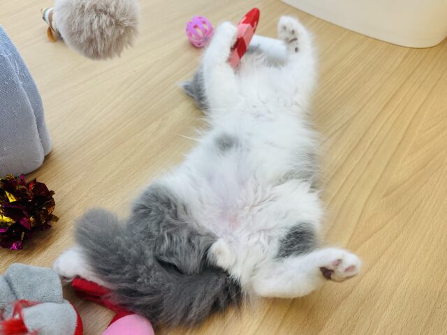 ラガマフィン
