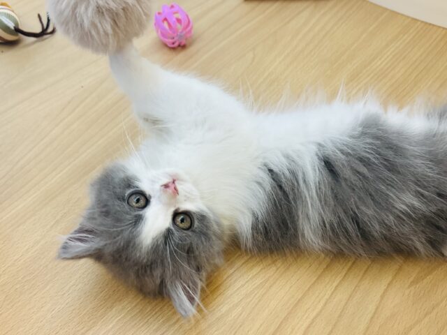 ラガマフィン