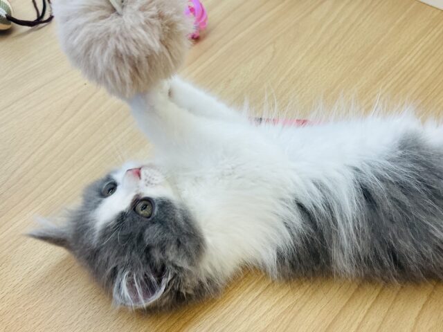 ラガマフィン