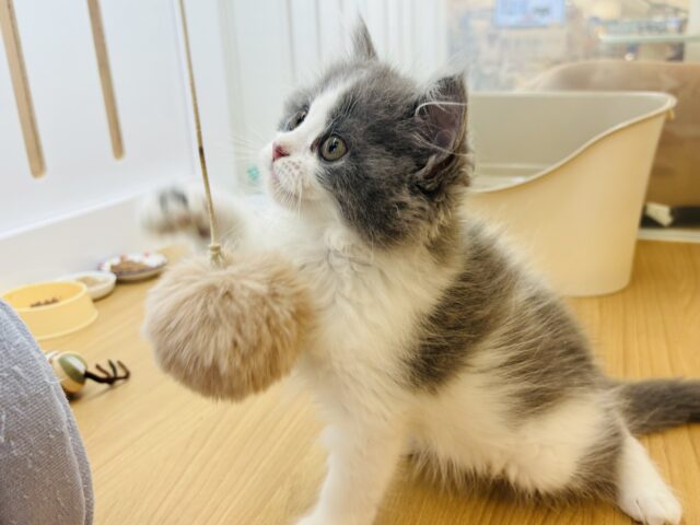 ラガマフィン