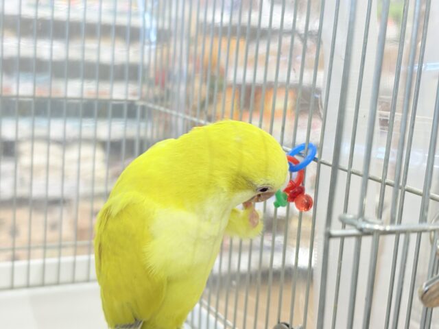 オキナインコ