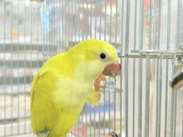 オキナインコ