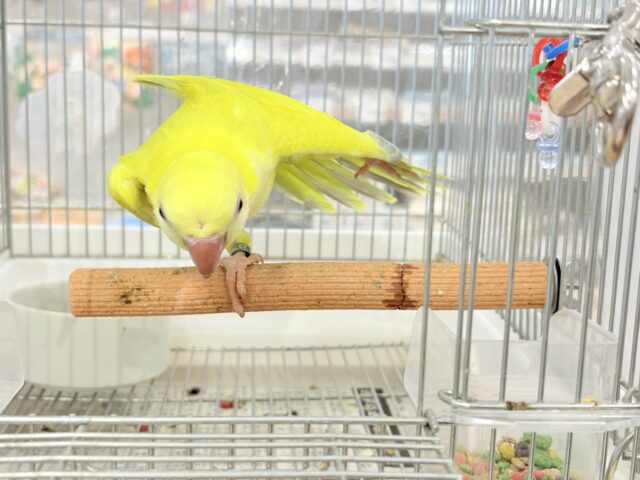 オキナインコ