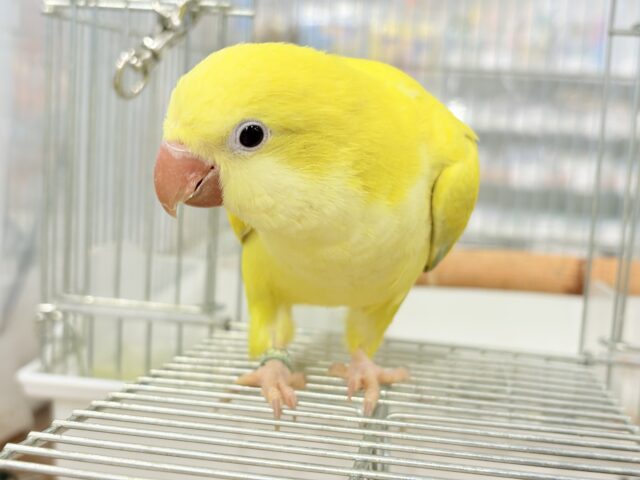 オキナインコ