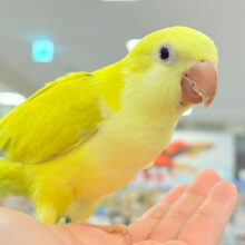 【最新画像・動画更新🪄】めちゃかわ♡愛嬌たっぷり♡オキナインコ(パリドオパーリン) ヒナ