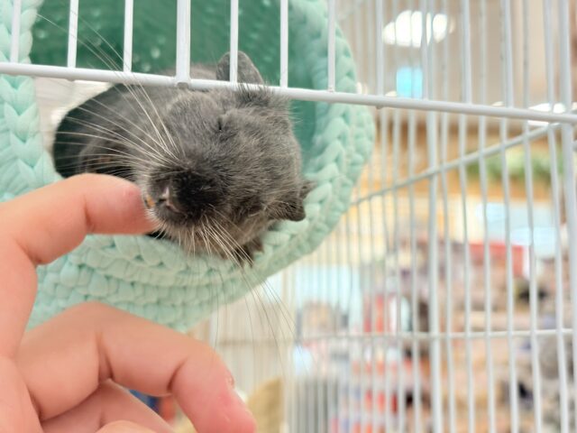 デグー