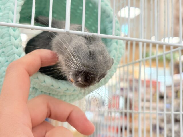 デグー