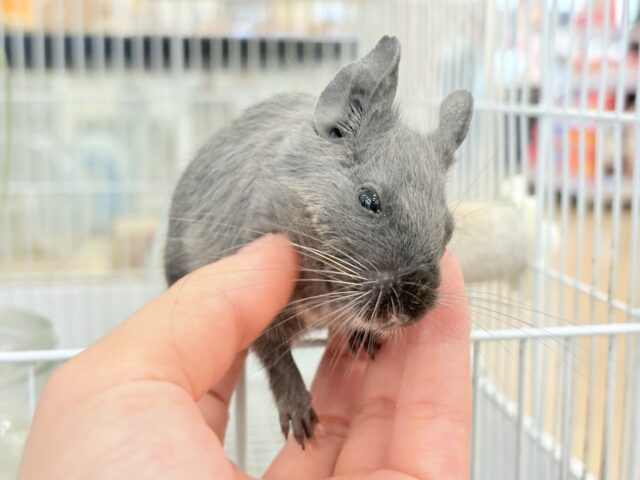 デグー
