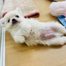 ちびっこあざらし参上〜！？ミックス犬くん(チワワ×ペキニーズ)