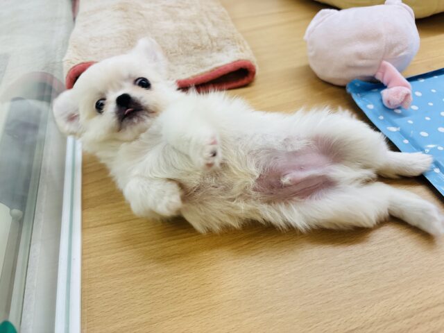 ちびっこあざらし参上〜！？ミックス犬くん(チワワ×ペキニーズ)
