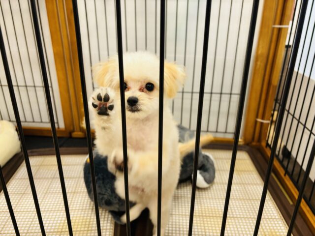 ポメプー
