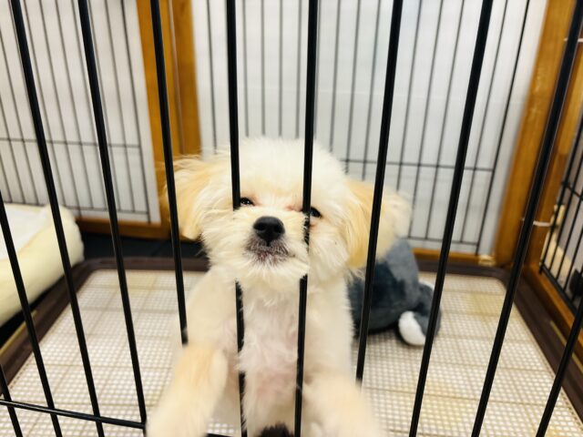 ポメプー