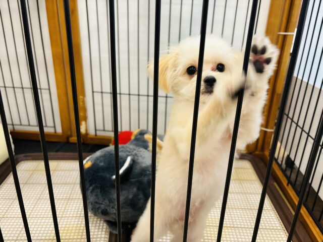 ポメプー