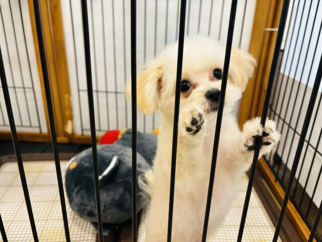 ポメプー