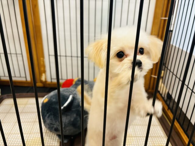 ポメプー