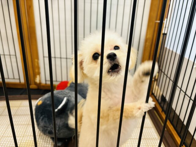 ポメプー