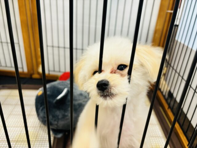 ポメプー