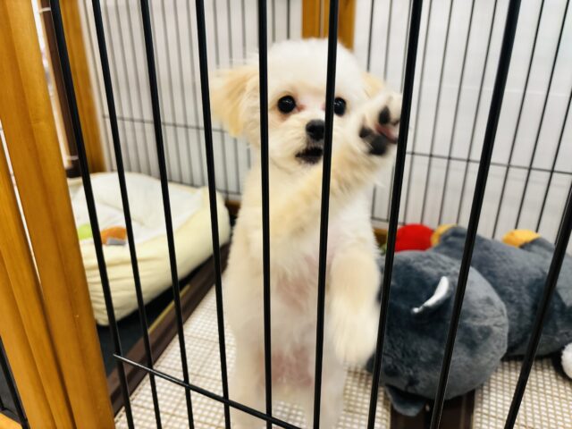 ポメプー