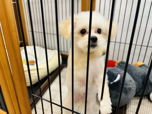 ポメプー