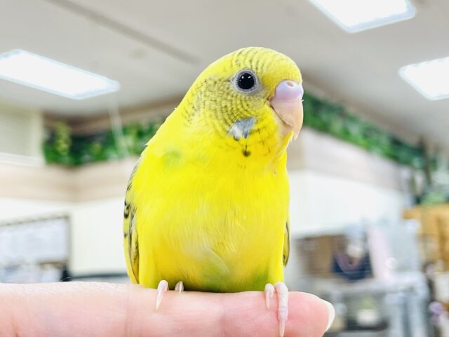 【最新画像】元気いっぱい成長中のセキセイインコちゃん❣️(黄ハルクイン)(ヒナ)