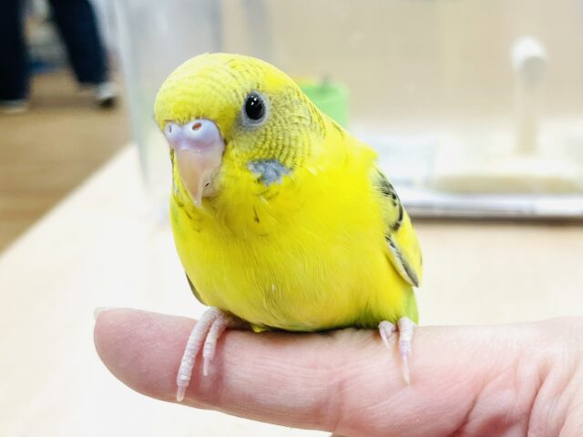 セキセイインコ