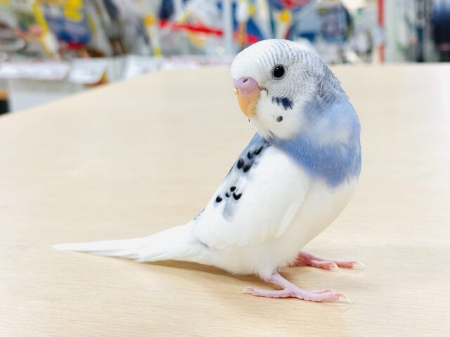 【最新画像】夏にピッタリ爽やかカラー🌊🏄セキセイインコ(パイド)