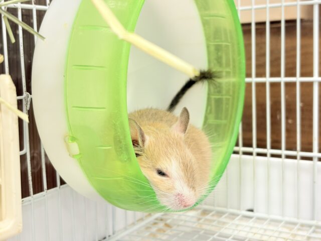 デグー
