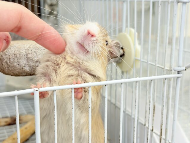デグー