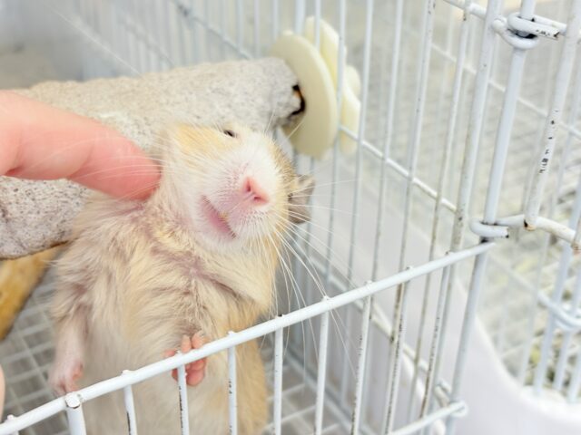 デグー