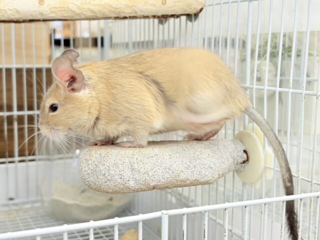 デグー