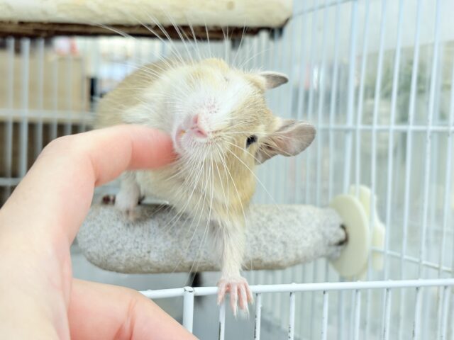 デグー