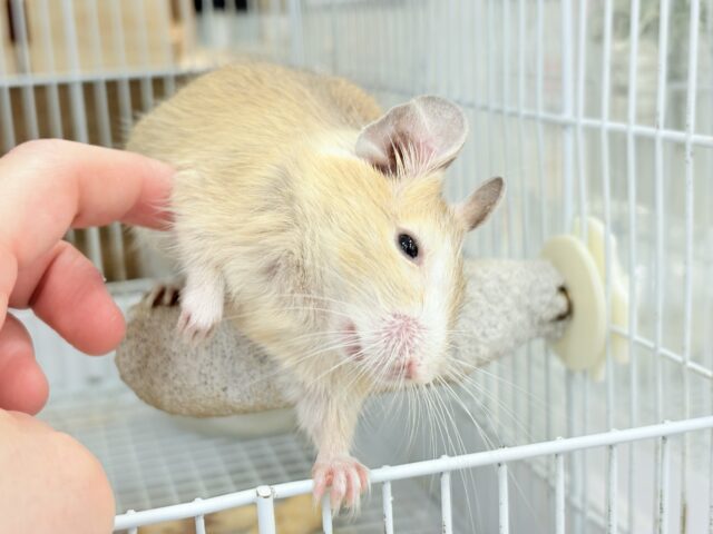 デグー