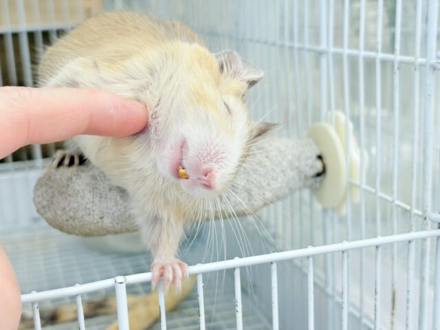 デグー