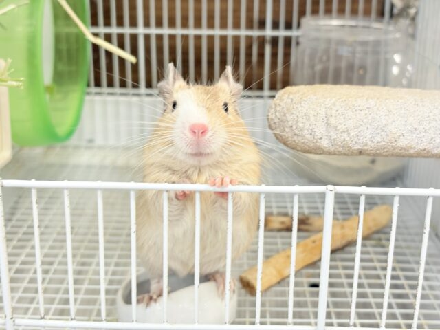 デグー