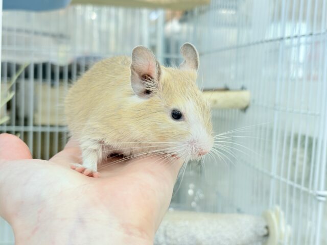 デグー