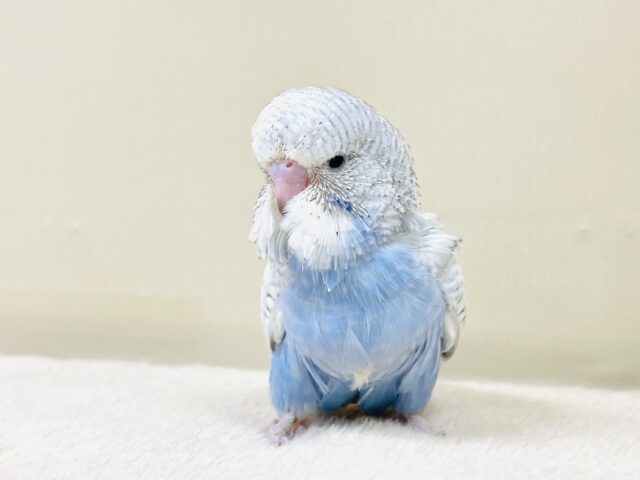 ジャンボセキセイインコ